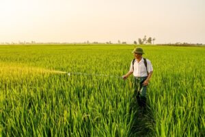 agriculture, nature, wheat, field, green, farming, summer, farm, food, rice, vietnam, farmer